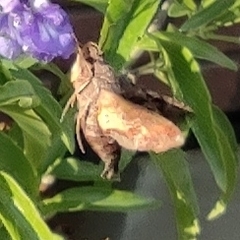 Neogurelca himachala