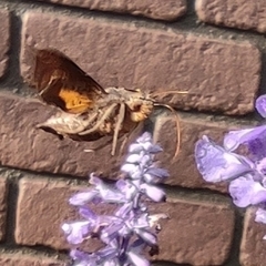 Neogurelca himachala