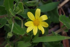Osteospermum grandidentatum
