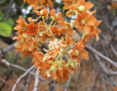 Dombeya rotundifolia image