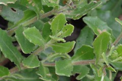 Osteospermum grandidentatum