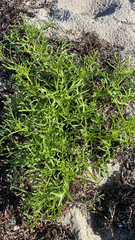 Cakile maritima baltica