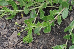 Osteospermum grandidentatum
