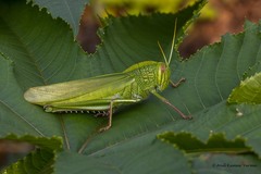 Chondracris bengalensis