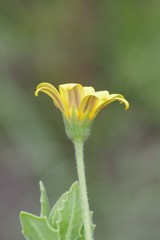 Osteospermum grandidentatum