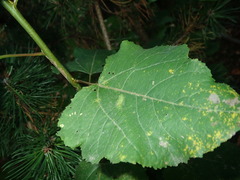 Phyllonorycter sagitella