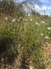 Trichostema arizonicum