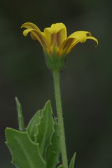 Osteospermum grandidentatum