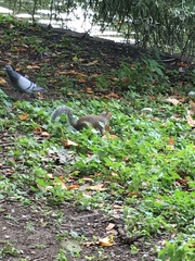 Sciurus carolinensis