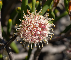 Hakea clavata