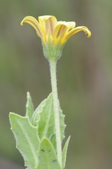 Osteospermum grandidentatum
