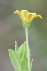 Osteospermum grandidentatum