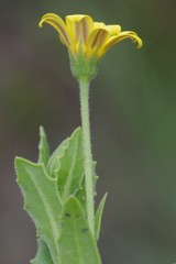 Osteospermum grandidentatum