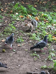 Sciurus carolinensis