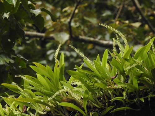 Liparis viridiflora, photograph 2