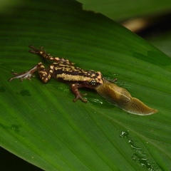 Ochlandrae Reed Frog photo 5