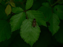 Epistrophe nitidicollis