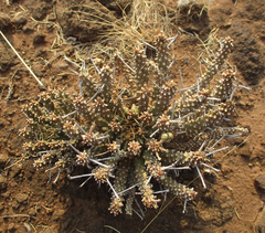 Anthacanthae
