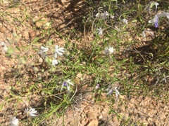 Trichostema arizonicum