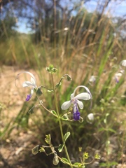 Trichostema arizonicum