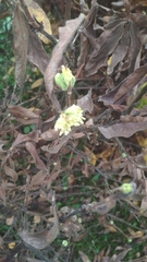 Lonicera caerulea edulis