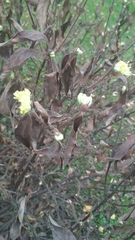Lonicera caerulea edulis