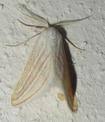 Acidaliastis bicurvifera