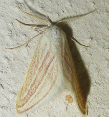 Acidaliastis bicurvifera