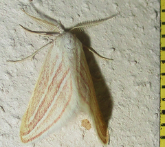 Acidaliastis bicurvifera