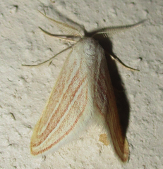 Acidaliastis bicurvifera