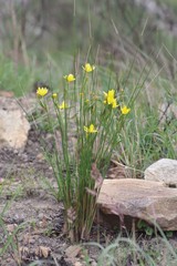 Bobartia macrocarpa