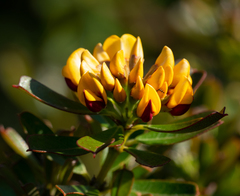 Gastrolobium bilobum