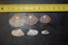 Mactra stultorum