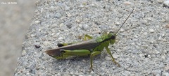 Ognevia longipennis