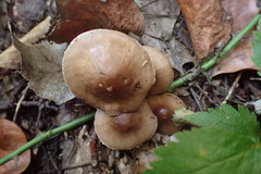 Leratiomyces squamosus