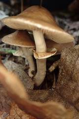 Leratiomyces squamosus
