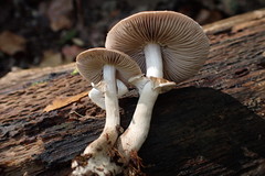 Leratiomyces squamosus