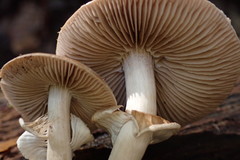 Leratiomyces squamosus