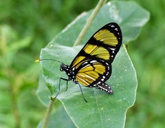Methona themisto themisto