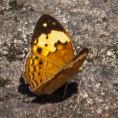 Cupha erymanthis erymanthis