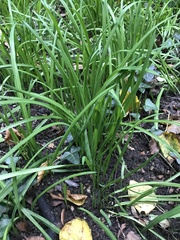 Zephyranthes candida