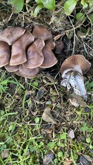 Cortinarius rubellus