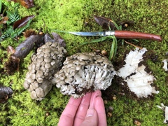 Lyophyllum fumosum
