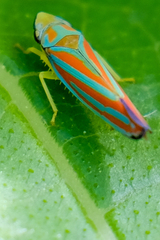Graphocephala
