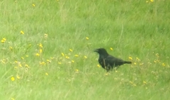 Corvus corone corone