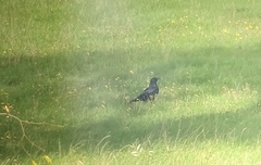 Corvus corone corone