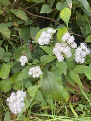 Ageratina altissima