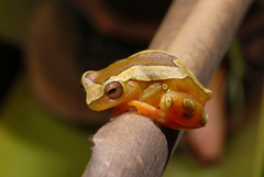 Dendropsophus elegans
