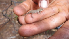 Anolis quercorum