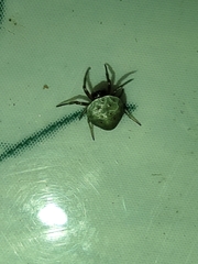 Hypognatha